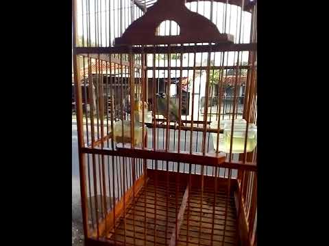 Pleci Papua Suara Bukaan Youtube