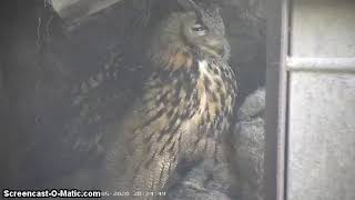 Eagle Owl Nest, Denmark 2020-05-02 Close-Up Of Mom And Owlets