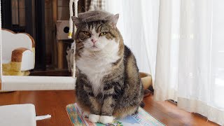 絵画アートを制作するねこ。-Maru makes the art of painting.-