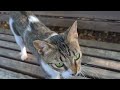 חתול אפור לבן נח על ספסל A gray and white cat rests on a bench