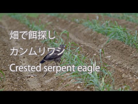 【畑で餌探し】カンムリワシ Crested serpent eagle