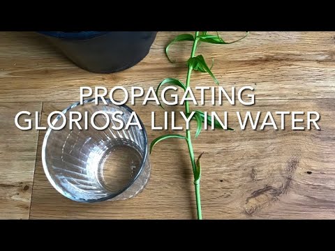 Propagating Gloriosa Lily In Water, Gloriosa Superba, Plant Propagation