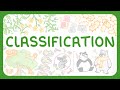 Classification and Evolution Quiz