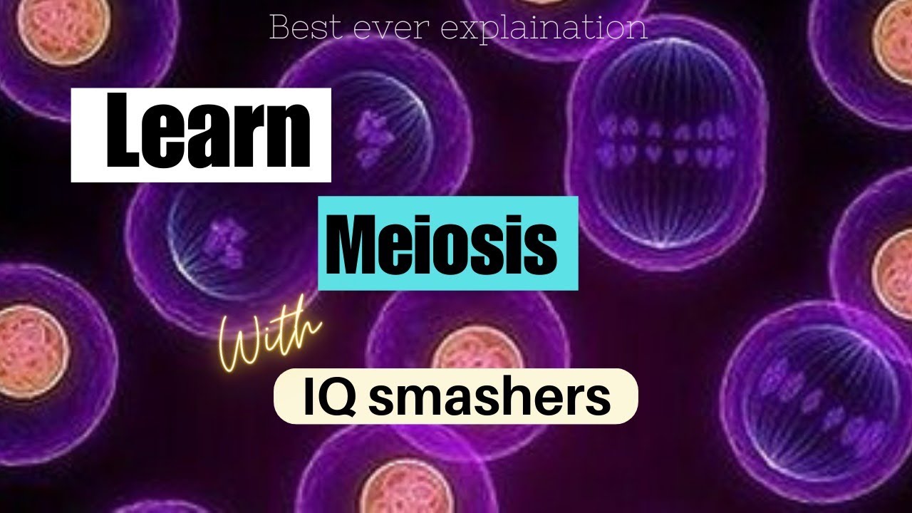 Cell division Meiosis ....meiosis - YouTube
