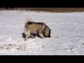 A Norwegian Elkhound's Hunting Instinct - A Meal of Two Mice の動画、YouTube動画。