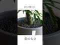 極上の幹太エバーフレッシュ再入荷！