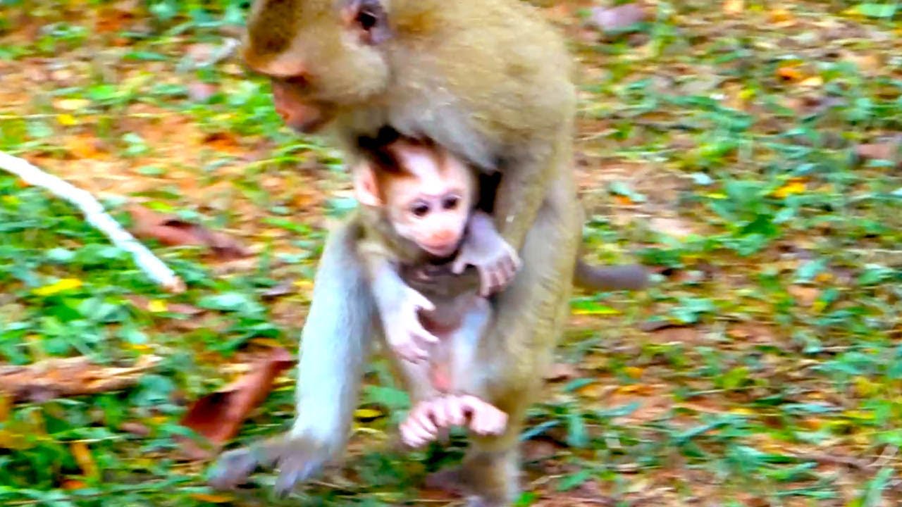 Mom Monkey Races to Protect Her Baby! - YouTube