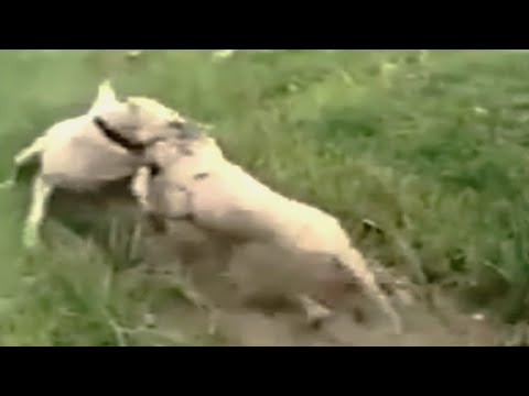 Video: Amerikansk bulldog