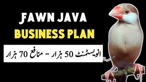 Fawn Java Business Plan | Fawn Java Sparrow Feasibility Report | Mini Zoo