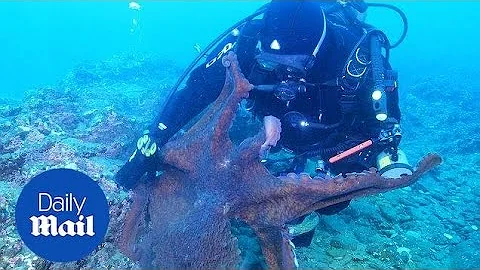 GIANT octopus dangerously attacks diver in Russian waters