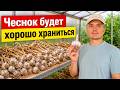Подготовка чеснока к длительному хранению! Чеснок будет лучше храниться.