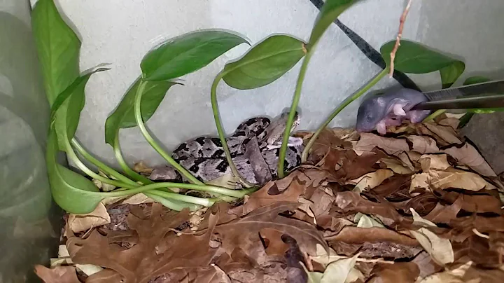 Timber rattlesnake strike in slow motion.