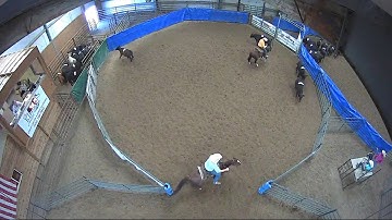 Big Sky Ranch Sorting Saddle Series #5 - OPEN -HC - Round #1 - Ride #17