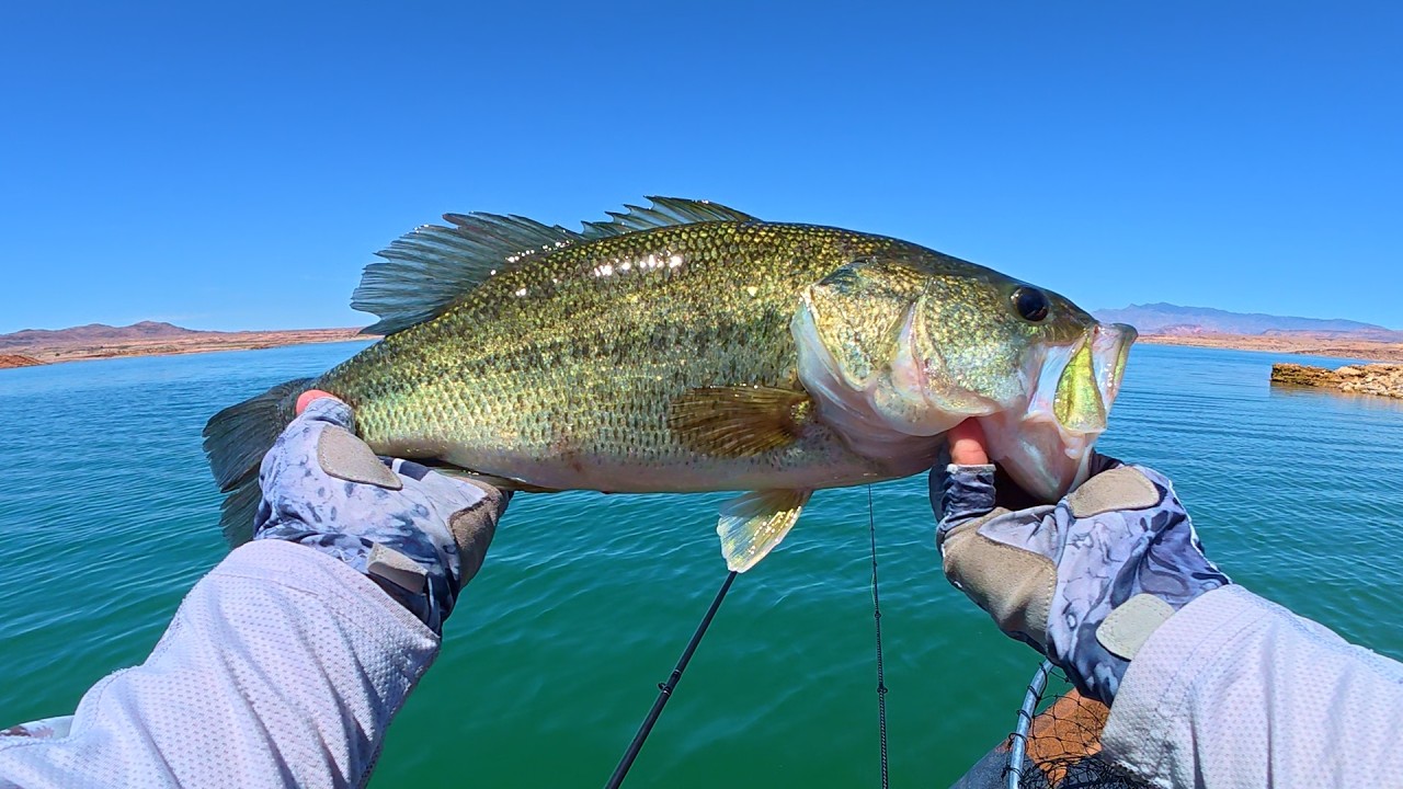 Full Day Of Topwater Kayak Fishing: New Techniques & Multi-Species Fishing