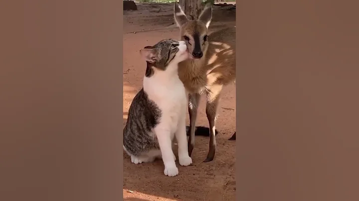 Watch the video about Funny cat | aww cat | aww cats | cats lover | fail cat | cats of tik tok | funny cat reaction