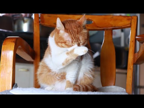 椅子のぽんちょび 250706 - YouTube