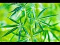 Joujou M Zatla Flv Joujou M Zatla Flv