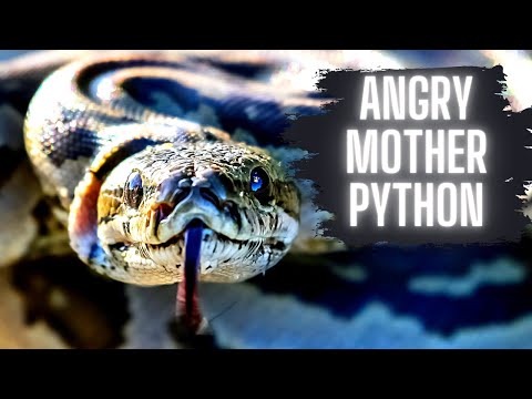 ANGRY Mother PYTHON! (With EGGS!)