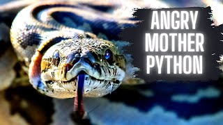 Celebrity ANGRY Mother PYTHON! (With EGGS!) Net Worth