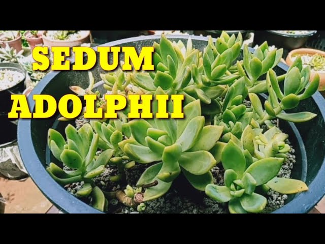 Succulent Plant Sedum Adolphii 黃麗 Youtube