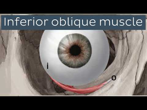 Göz Anatomisi (1) (Orbita Ve İçindekiler )