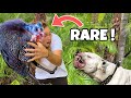 RESCUED RARE AFRICAN BIRD FROM VISCIOUS DOG ! WILL WE SAVE HIM ?!