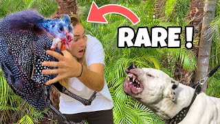 RESCUED RARE AFRICAN BIRD FROM VISCIOUS DOG ! WILL WE SAVE HIM ?!