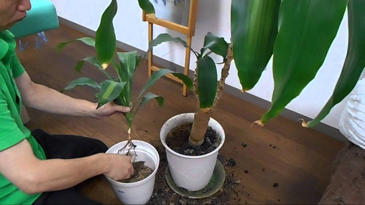ドラセナマッサンゲアナ 幸福の木の株分け Youtube