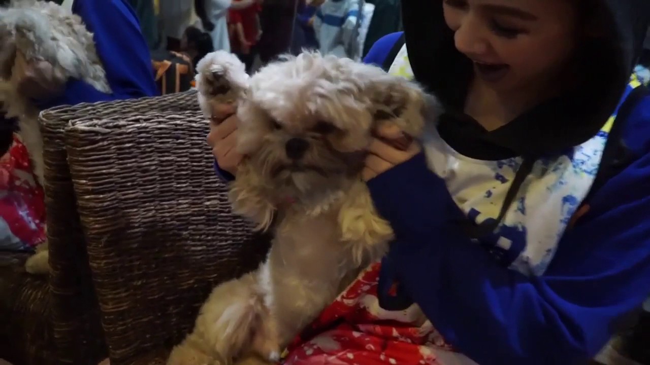 Came to do • Chris Brown X Diva Montelaba dance cover.