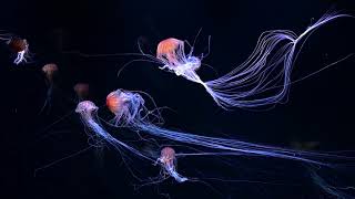 Jellyfish Aquarium ~ Relaxing Music for Sleep, Study, Meditation \& Yoga • Screensaver • 3 HOURS