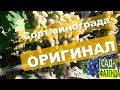 Сорт винограда - Оригинал