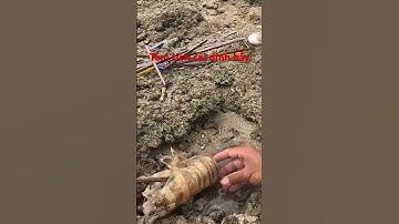 Tôm tích cái dính bẫy