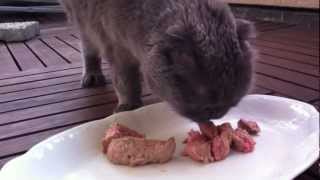 Cat doesnt know how to eat steak by MrGreyness 2,327 views 11 years ago 3 minutes, 5 seconds