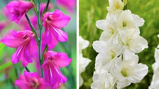 How to Plant Gladioli bulbs: Jeff demonstrates how to plant Dwarf Gladioli corms