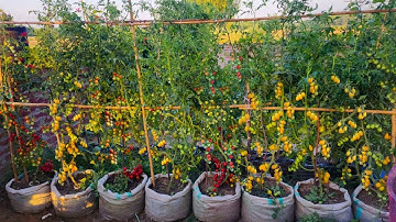 The Easiest And Most Fruitful Way To Grow Cherry Tomatoes At Home For Beginners
