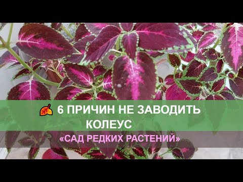 6 причин не заводить колеус