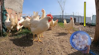 Tavukların Haftalık İzni!-/Kümes Temizlendi!-Yine Rekor Yumurta!#tavuk #keşfet #yumurta #güvercin