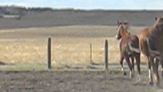 MVI_1028.AVI