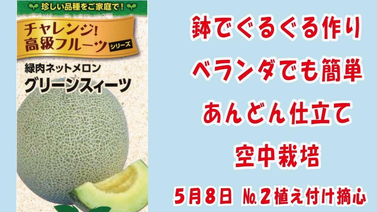 高級ネットメロン #メロン 🍈【グリーンスイーツ】No.2植え付け摘心/鉢