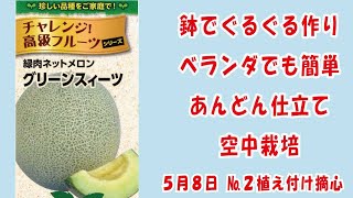 ハウス メロンをつくりこなす 高級ネットメロン #メロン 🍈【グリーンスイーツ】No.2植え付け摘心/鉢