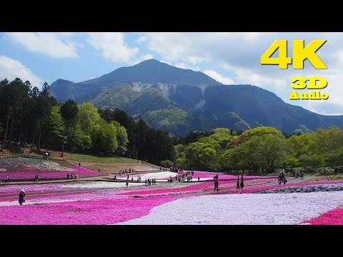 Vidéo: Des éclats de fleurs fraîches dans le projet artistique Broken Flowers