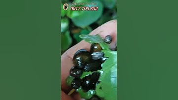 Cách Nuôi Ốc Bươu Đen Trong Chuồng Heo Cũ Rất Hiệu Qủa