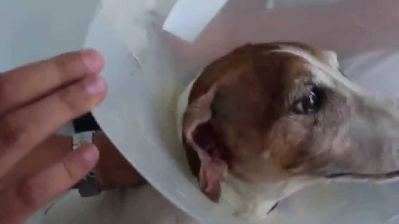 Day 14 after vertical ear canal ablation in a dog. Wound heals well. YouTube