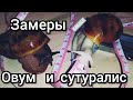 Замеры ракушки. Замеры прироста у улиток. Архахатина. Овум. Сутуралис.