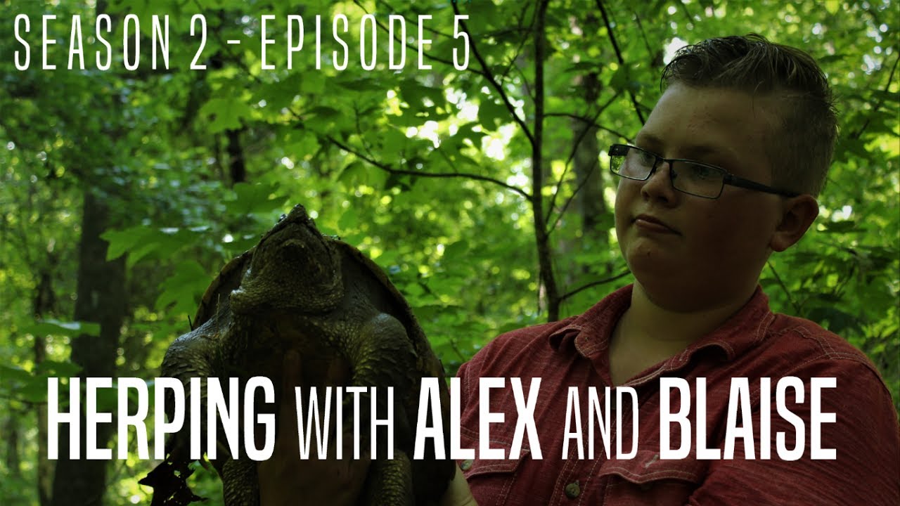 bait for catching snapping turtles Herping with Alex & Blaise! | S2E5