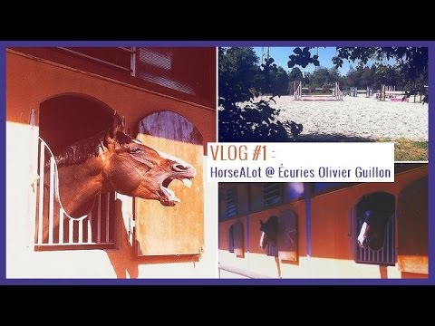vlog-#1-:-horsealot-@-Écuries-olivier-guillon-|pegasebuzz