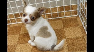 Cute Dogs and Cats Compilation 2018 #32