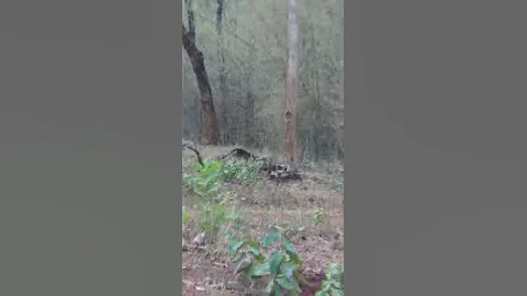 Black Panther At Tadoba latest Video