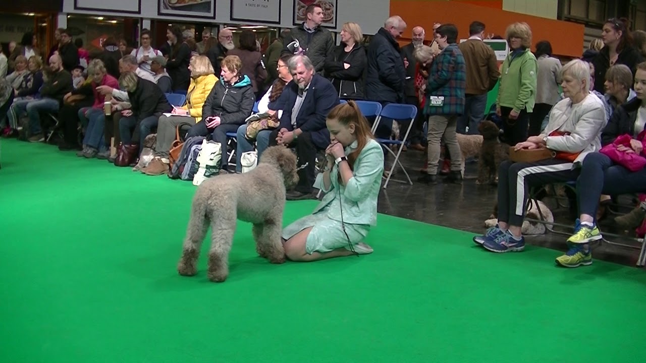 Lagotto Romagnolo In Crufts 18 A Youtube