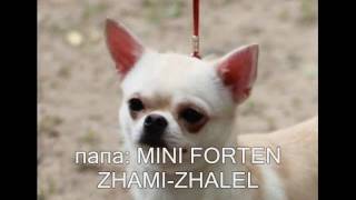 Фильм щенки чихуа 2016 год Фильм щенки чихуа 2016 год